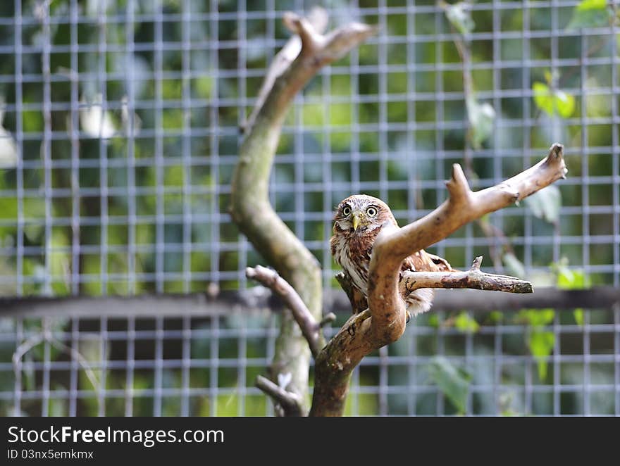 Ferruginous pygmy owl