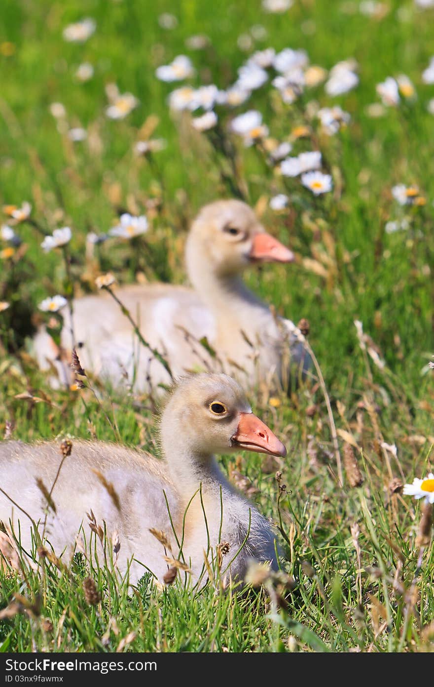 Youngsters of white-fronted goose