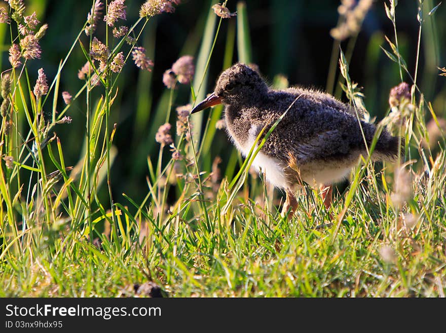 Juvenile oyster-catcher bird