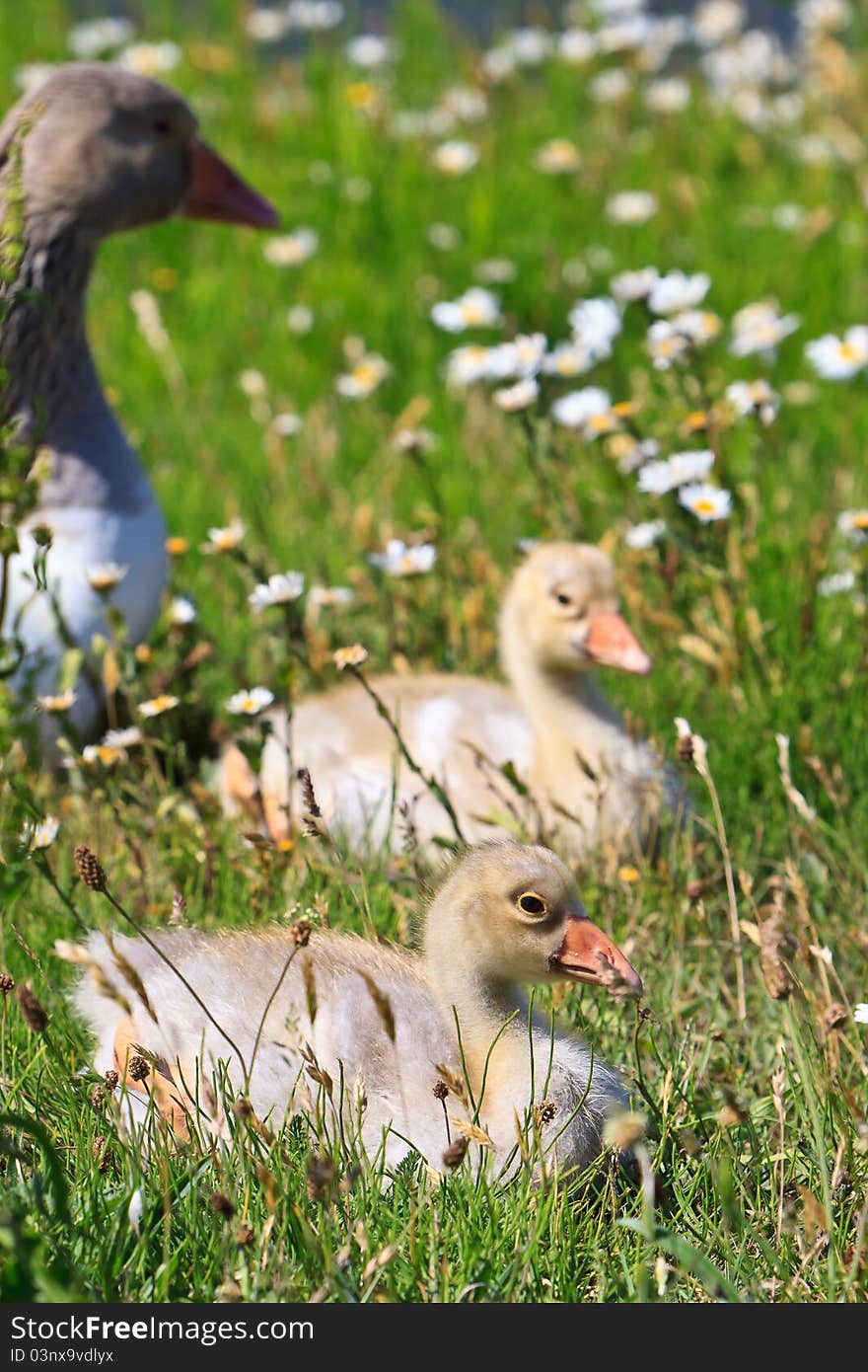 White-fronted goose with youngsters