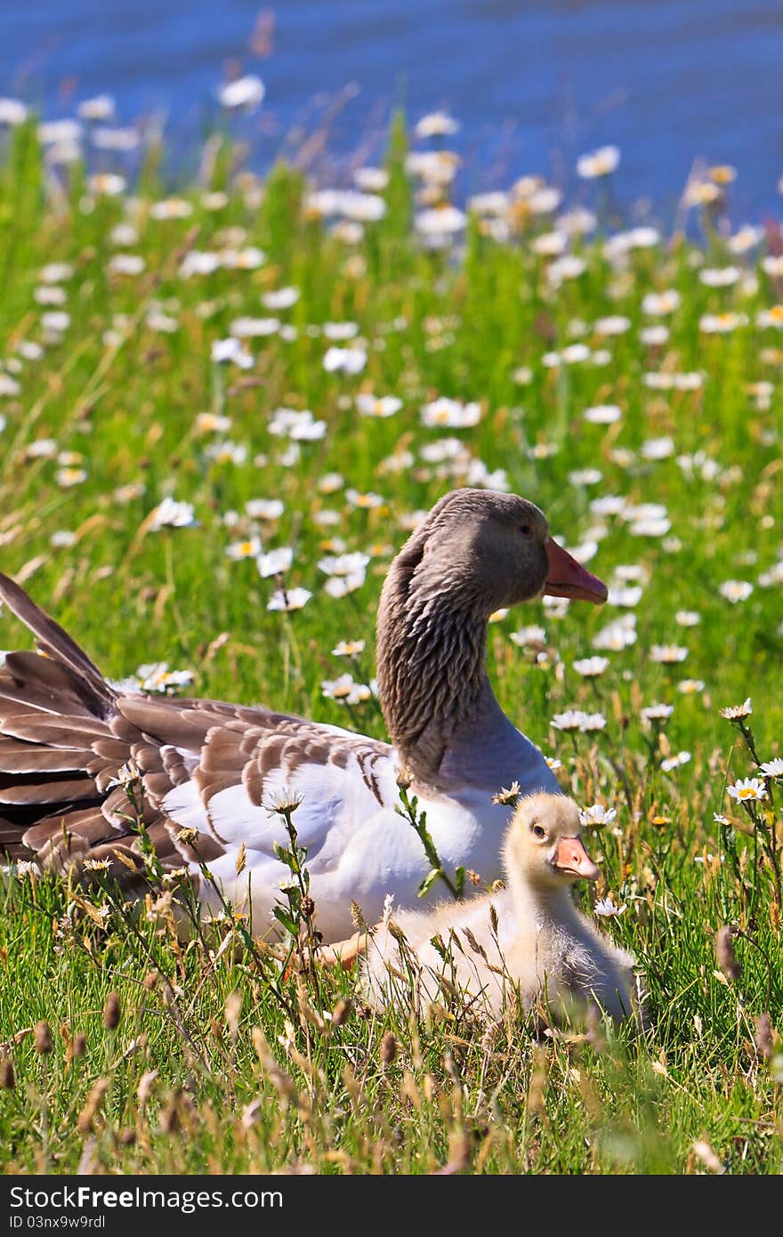 White-fronted goose with youngsters in a grassland