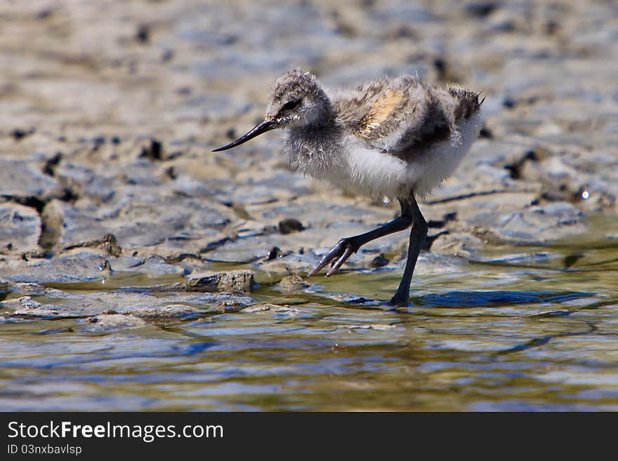 White avocet bird walking near water