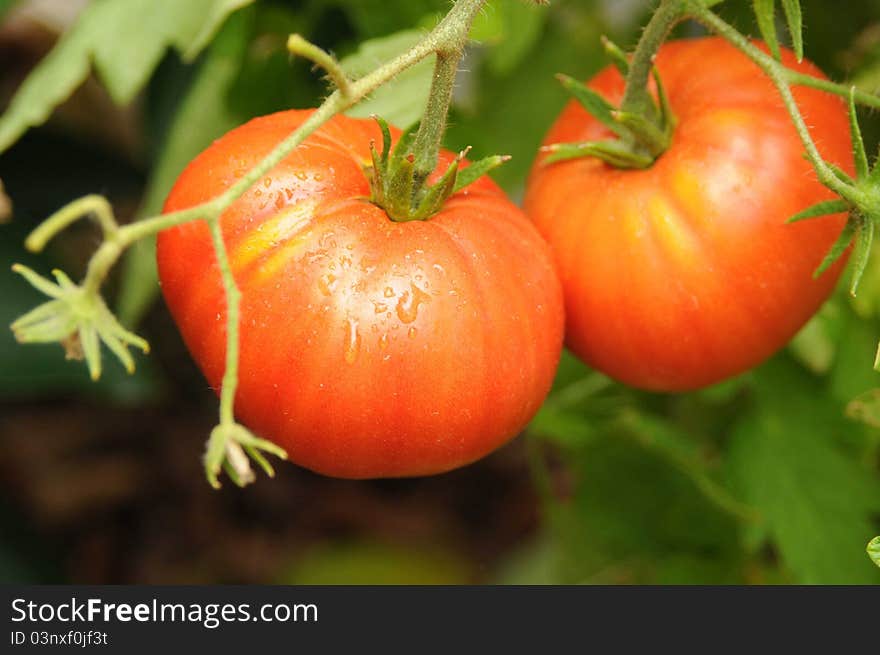 Incredible red ripe tomatoe