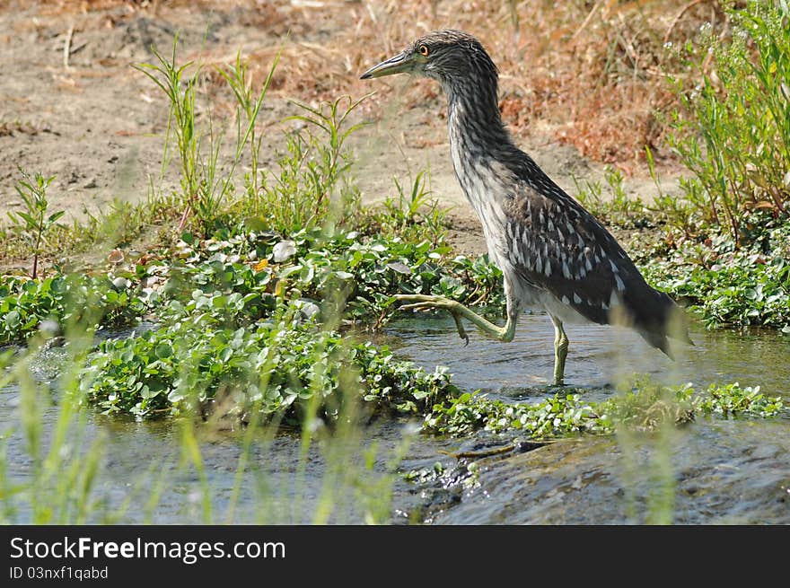 A lone juvenile heron walking in the water with one yellow foot raised to take the next step. A lone juvenile heron walking in the water with one yellow foot raised to take the next step