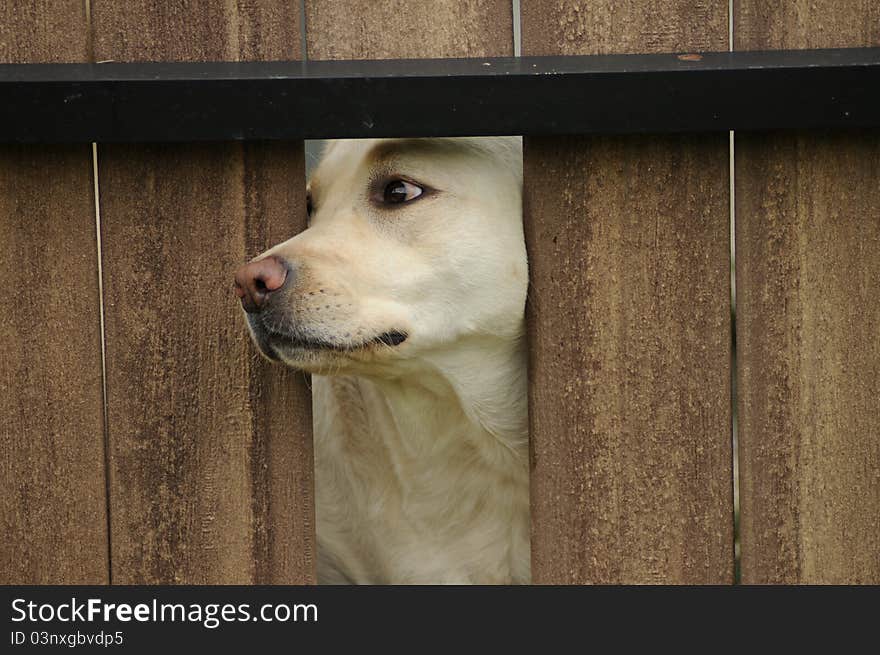 A dog is peaking out from a wood fence, only able to push his nose between the boards of the fence. A dog is peaking out from a wood fence, only able to push his nose between the boards of the fence