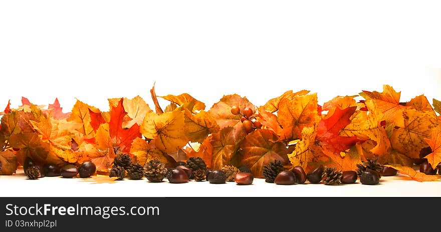 A horizontal presentation of fall, maple leaves on a white backtground with chesnuts and pine cones in the foreground. A horizontal presentation of fall, maple leaves on a white backtground with chesnuts and pine cones in the foreground.