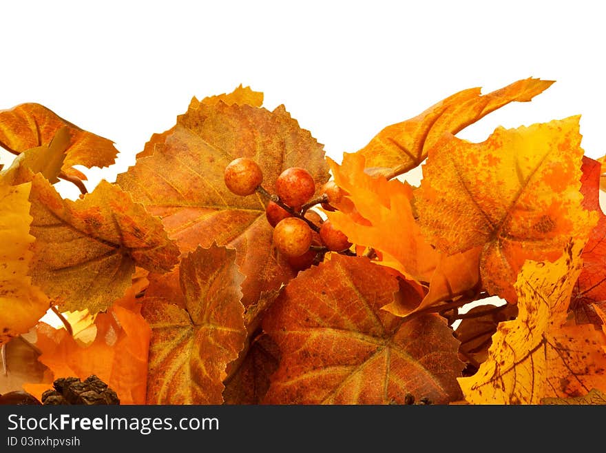 A horizontal presentation of fall, maple leaves on a white backtground with chesnuts and pine cones in the foreground. A horizontal presentation of fall, maple leaves on a white backtground with chesnuts and pine cones in the foreground.