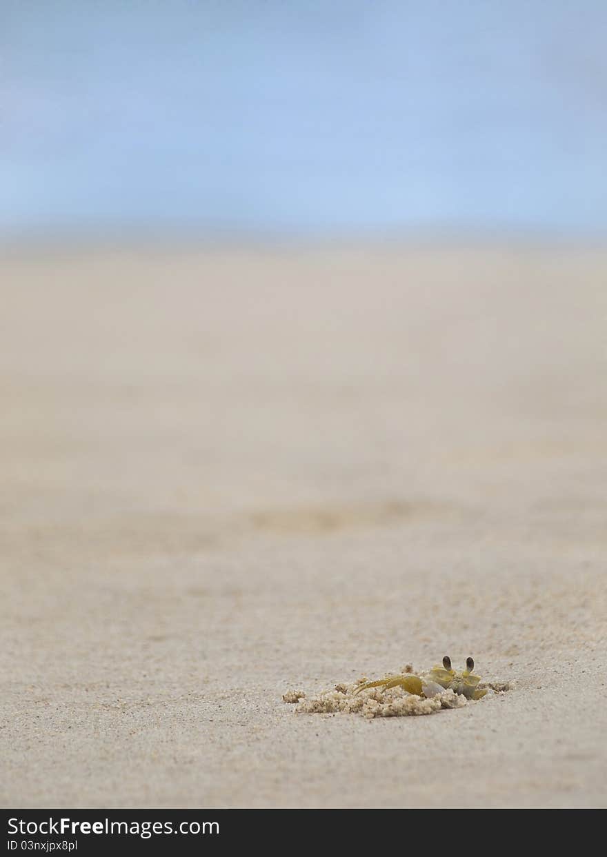 A ghost crab digging in the sand on a tropical beach.