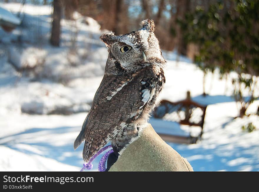 One-eyed Screech Owl in Winter