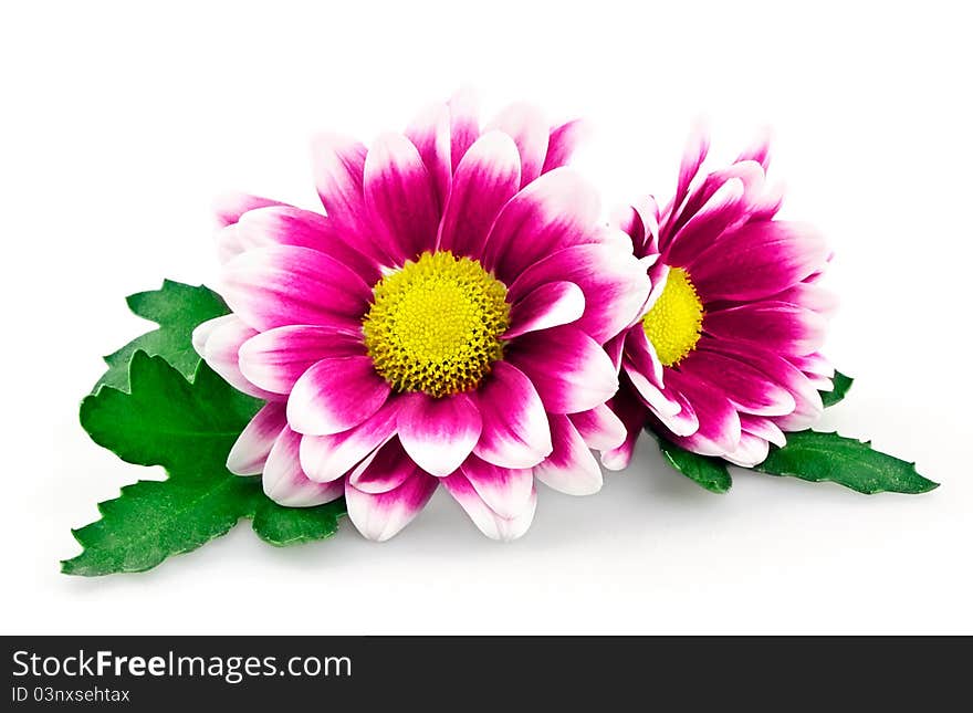 Bright purple chrysanthemum isolated on white background