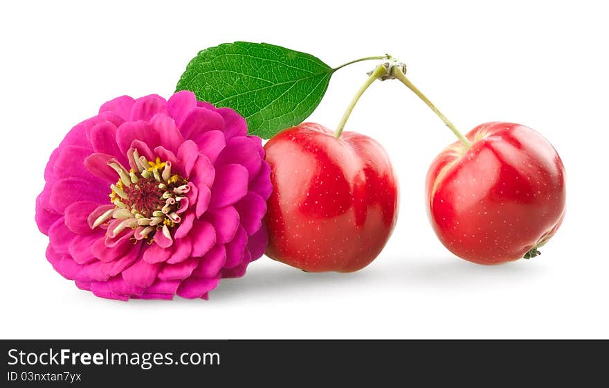 Chrysanthemum and mini apples on white background