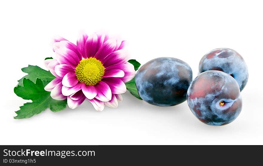 Chrysanthemum and three plums on white background