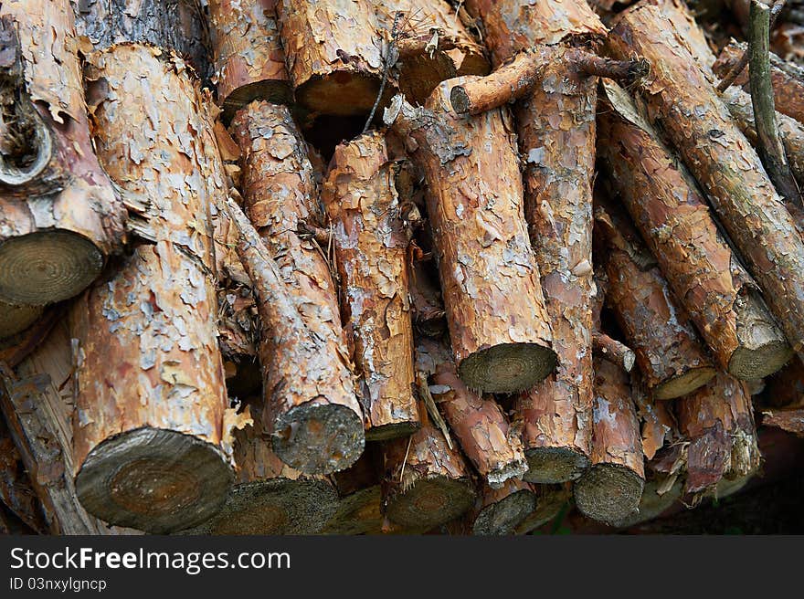 Dry pine firewood