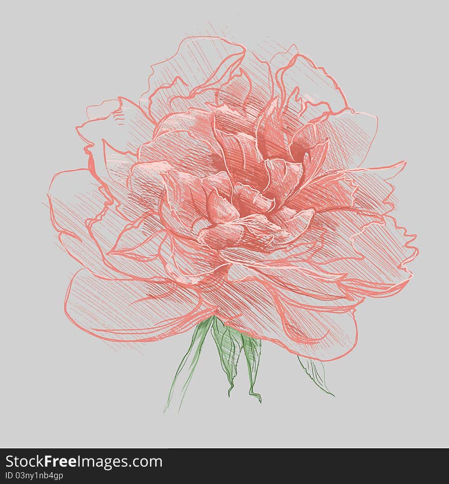 Vector illustration with pink peony