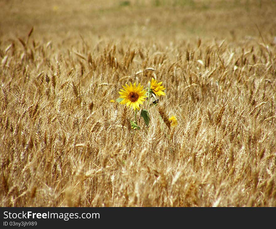 Sunflowers