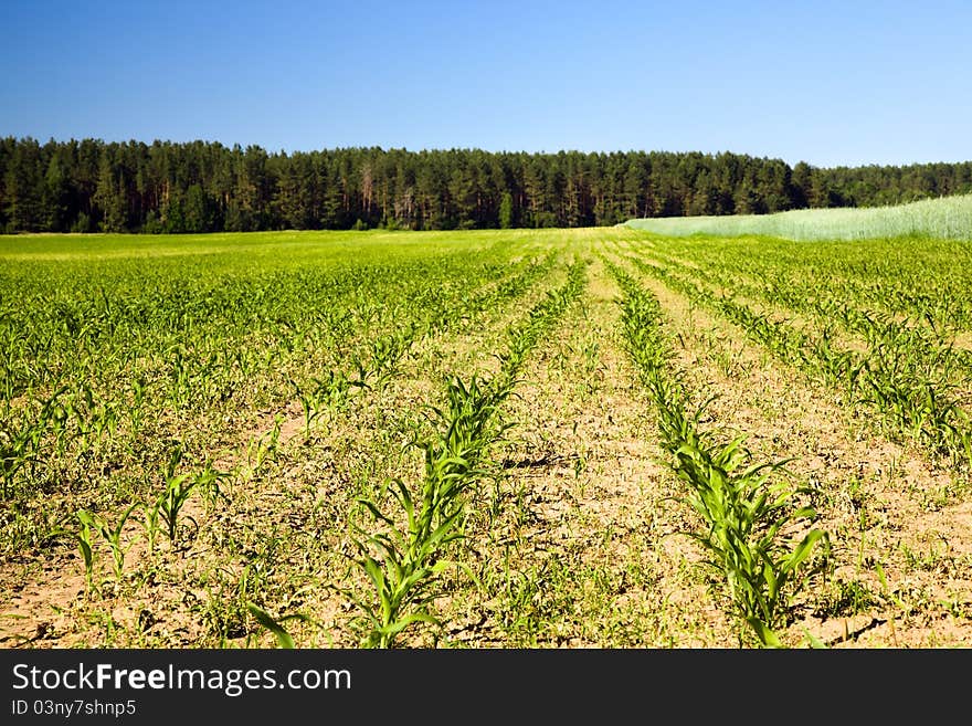 The agricultural field on which grow up corn (nearby grows a field with cereals). The agricultural field on which grow up corn (nearby grows a field with cereals)