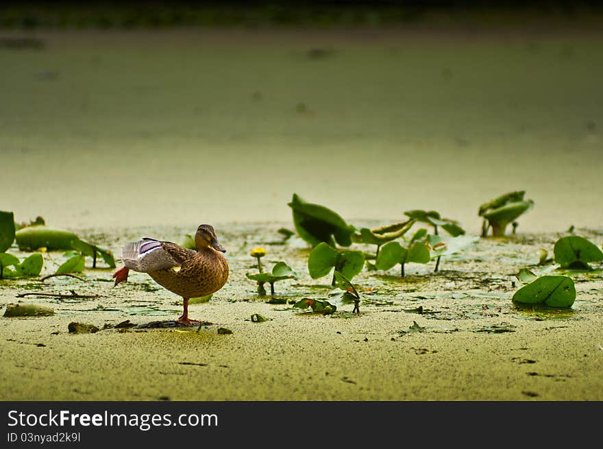 Duck Paddling in Lake, Russia. Duck Paddling in Lake, Russia