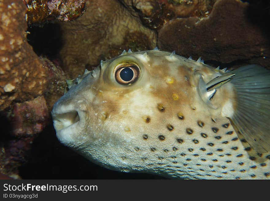 Porcupine Fish Getting Cleaned