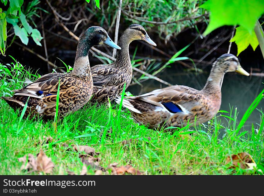 Three ducks walking through marsh