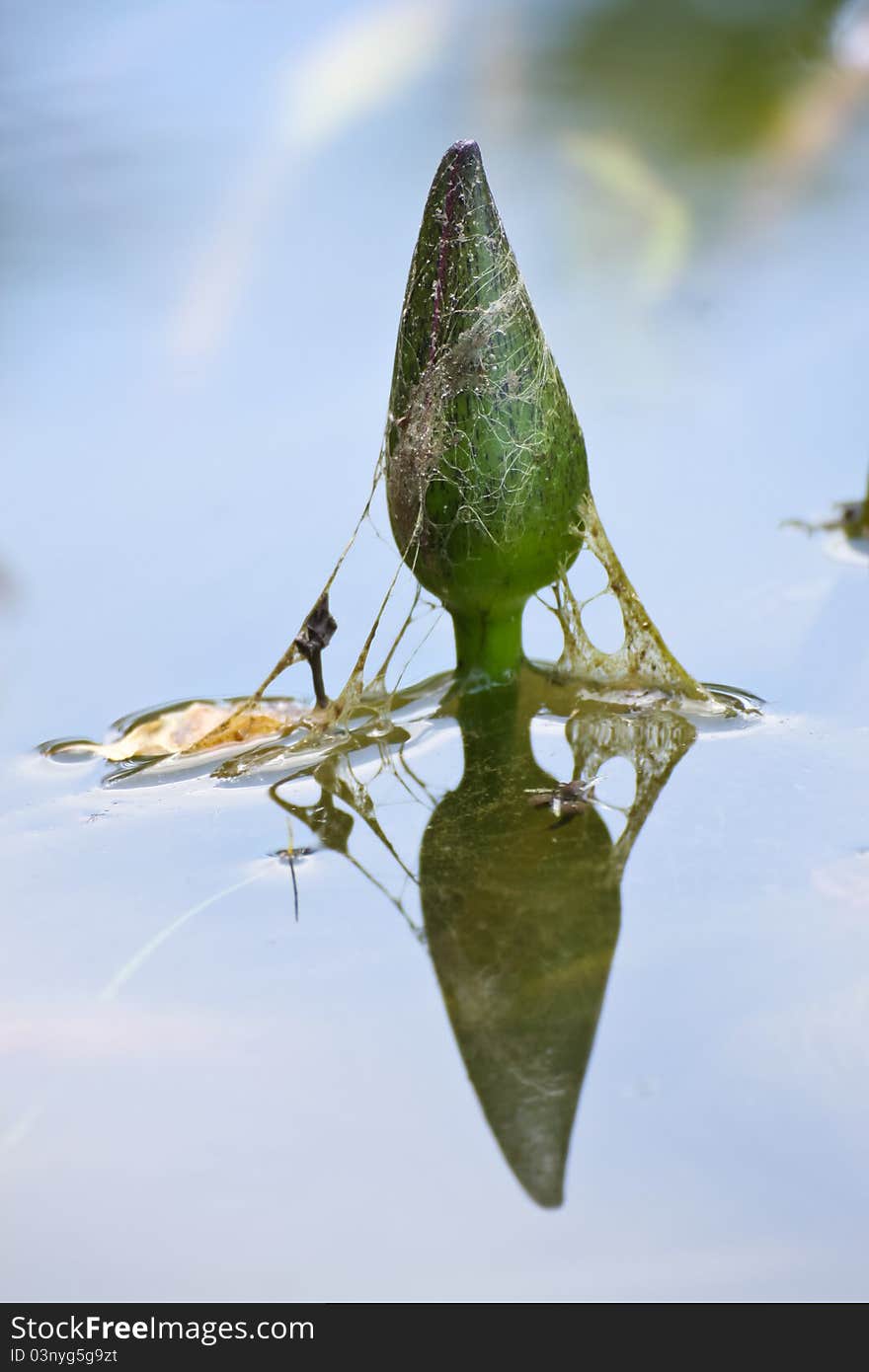 Baby lotus reflection on ble water lake. Baby lotus reflection on ble water lake