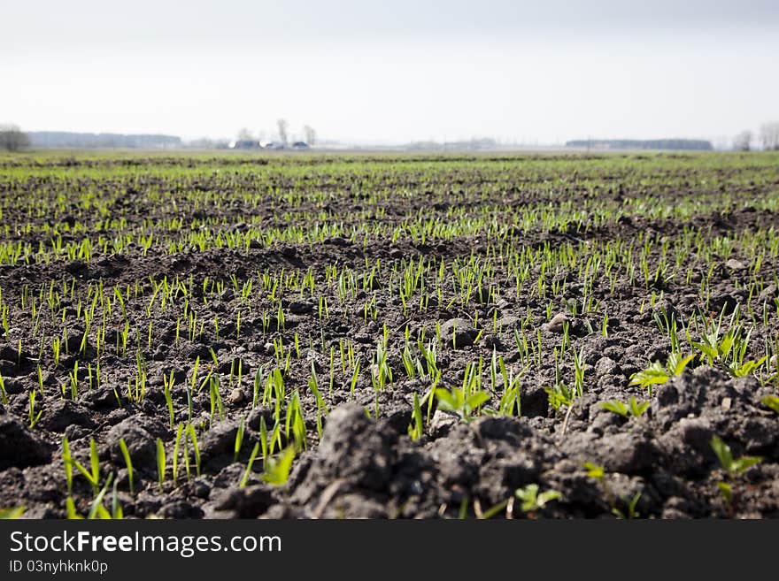 Plants In A Field