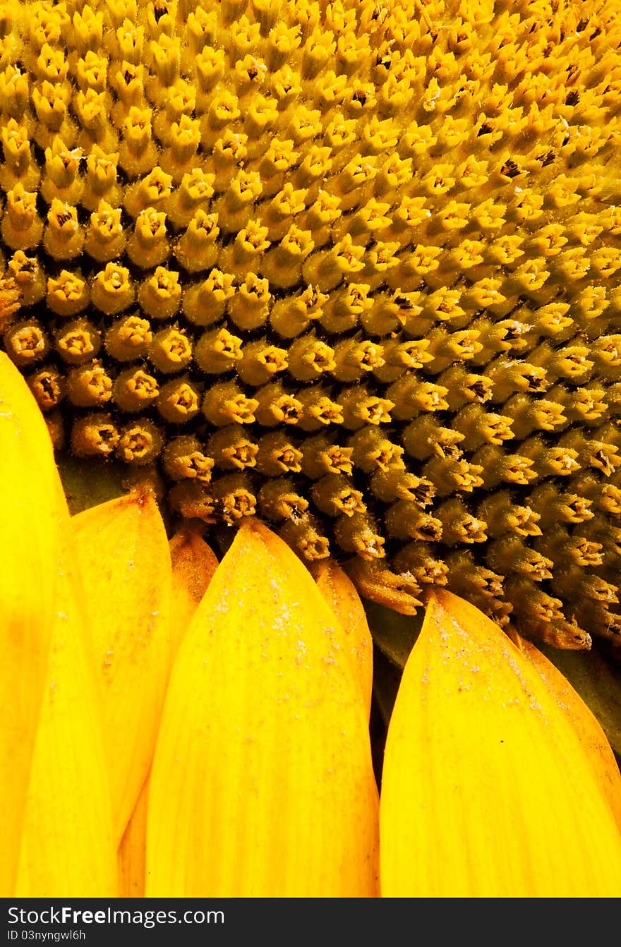 A sunflower in bloom closeup