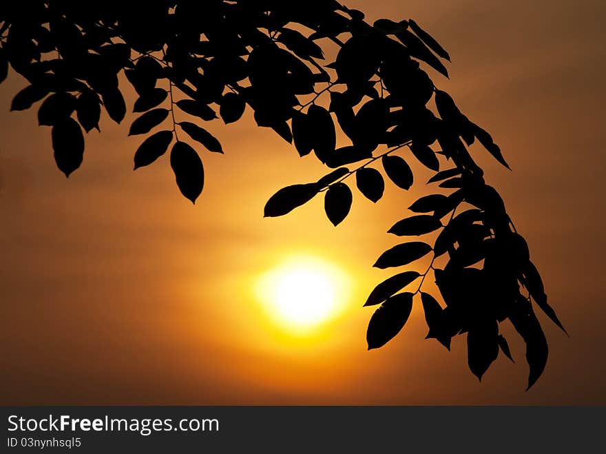 Silhouette Leaf