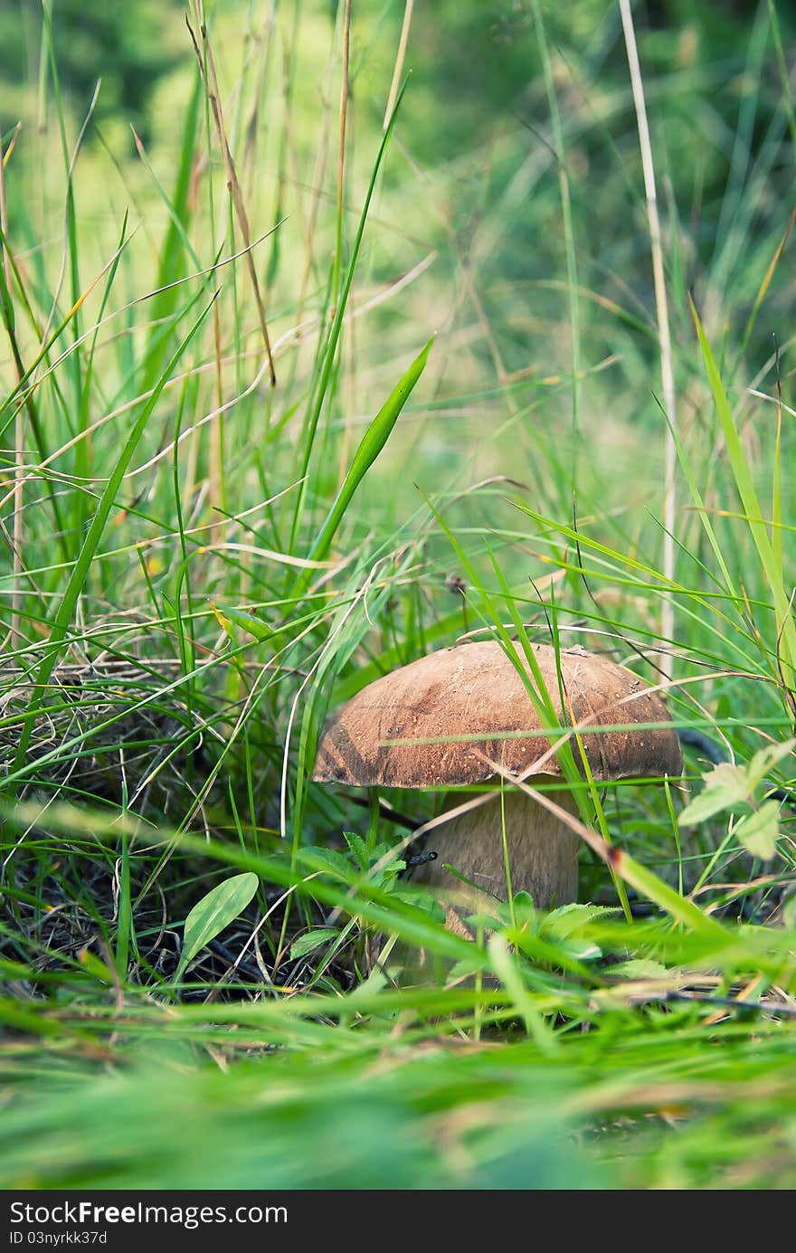 Brown cap mushroom in the forest