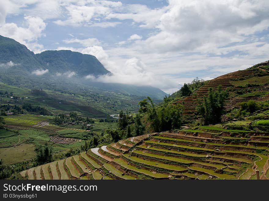 Rice Terraced Fields