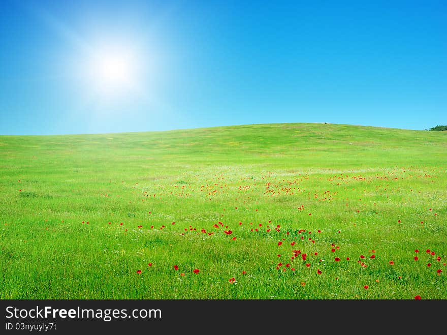 Beautiful Green Meadow.