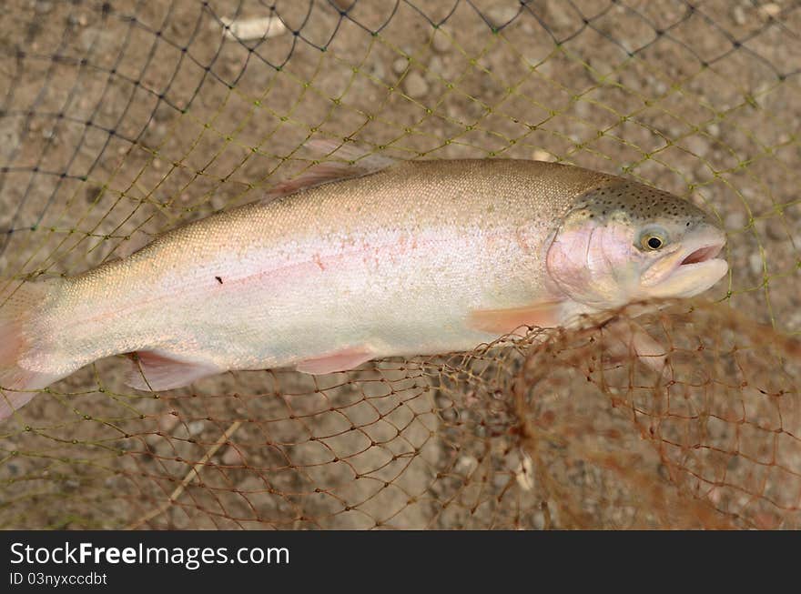 Rainbow trout in a landing net