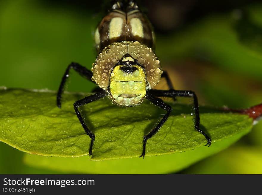 Dragonfly resting on the stem