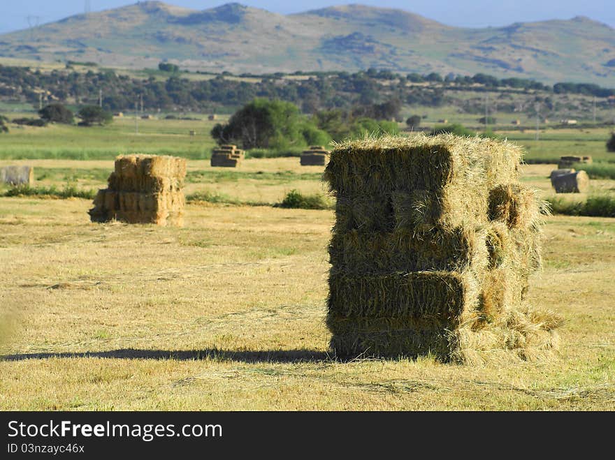 Square bales of hay or straw