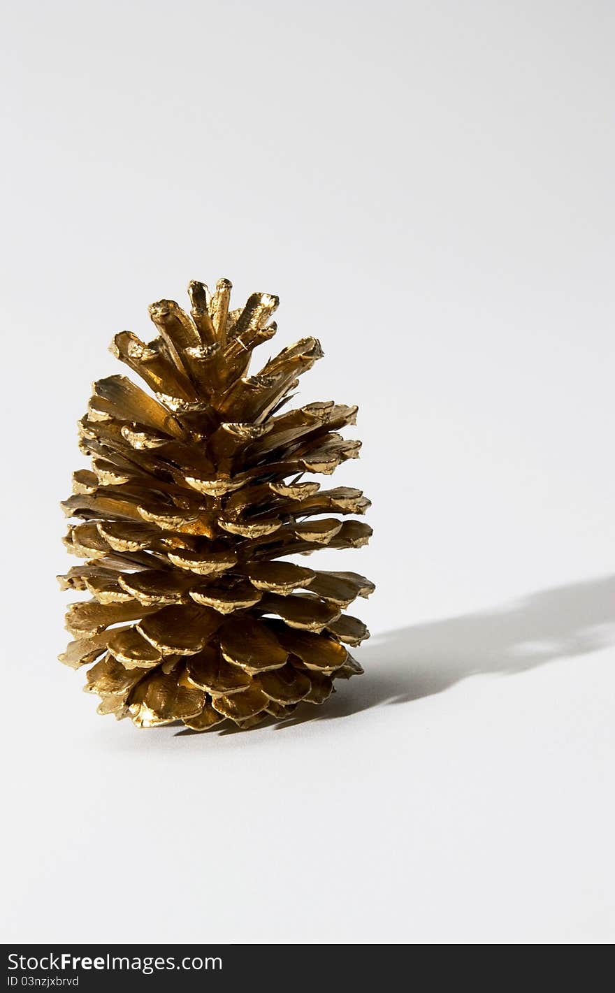 Single pine cone sitting on surface