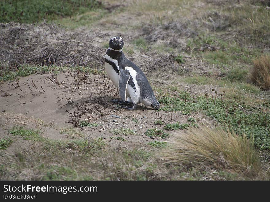 Penguin on the Turis-Otway