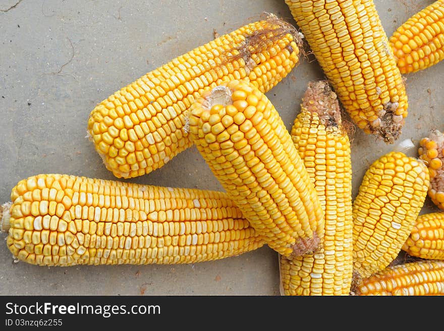 Corn