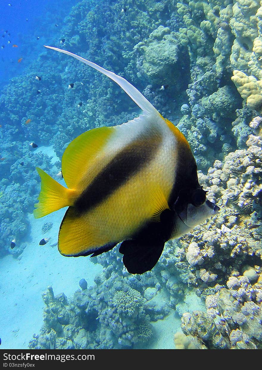 Butterfly fish