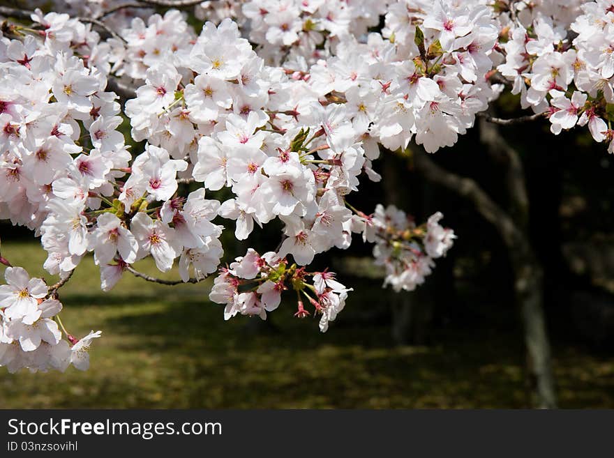 Japanese cherry blossom