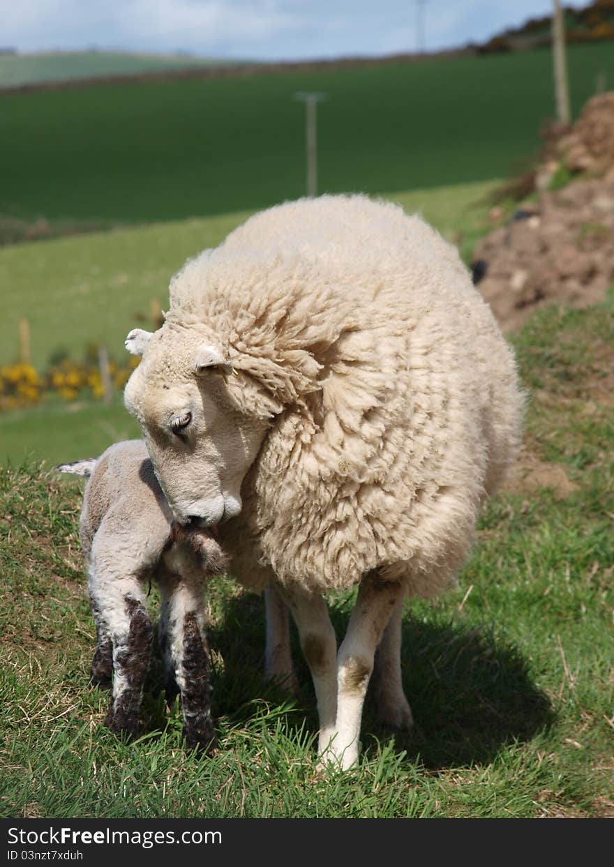 Sheep in Scotland