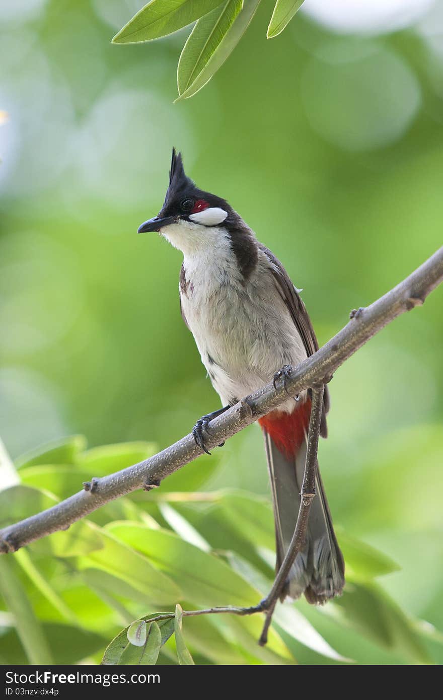 Wide bird stand on a brunch