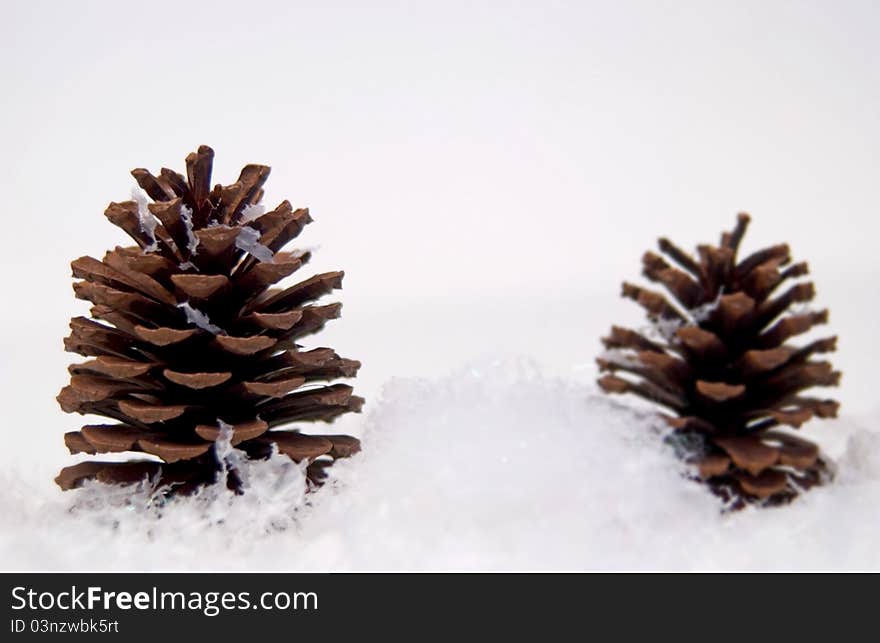 Pine cones in snow