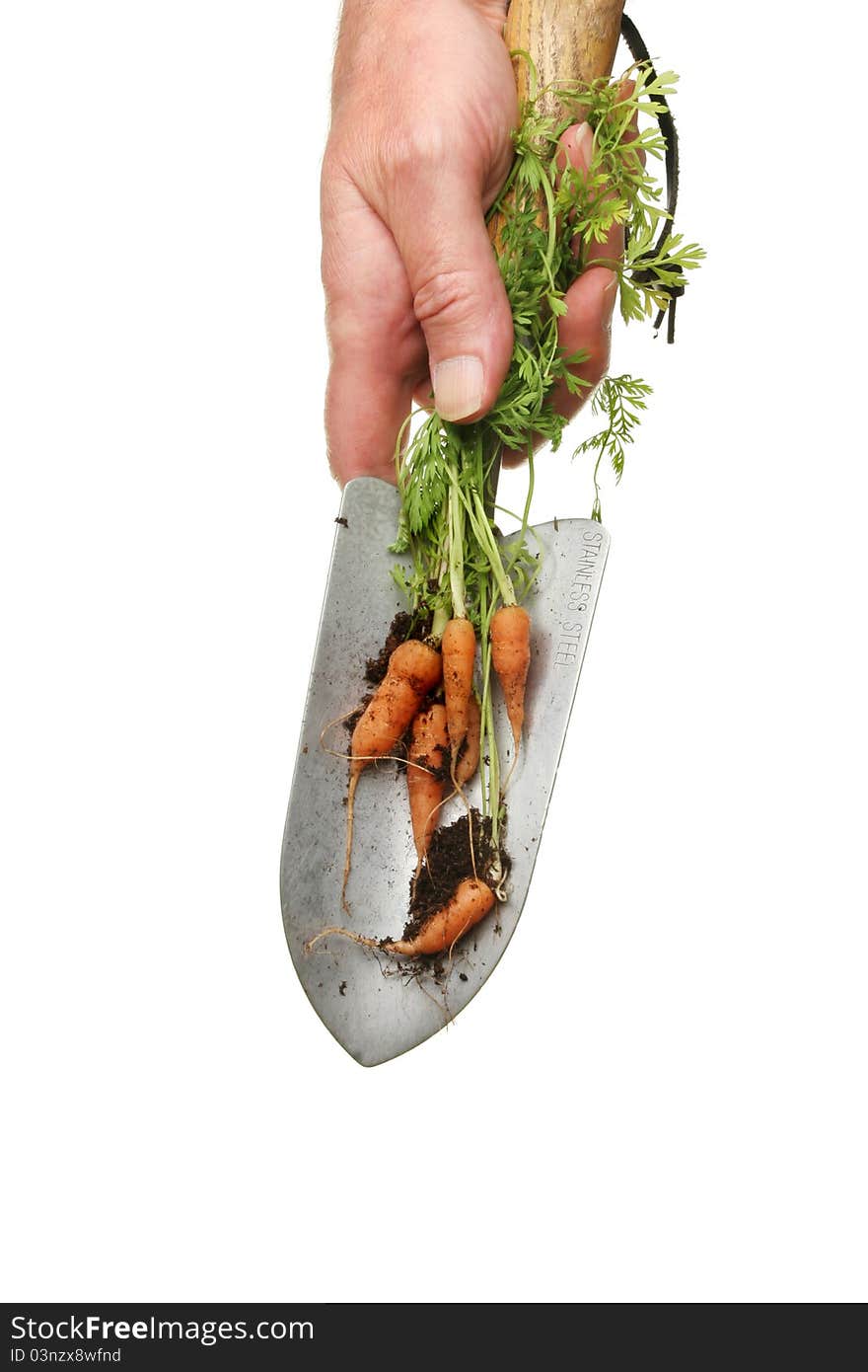 Hand holding a garden trowel with freshly dug baby carrots isolated against white. Hand holding a garden trowel with freshly dug baby carrots isolated against white