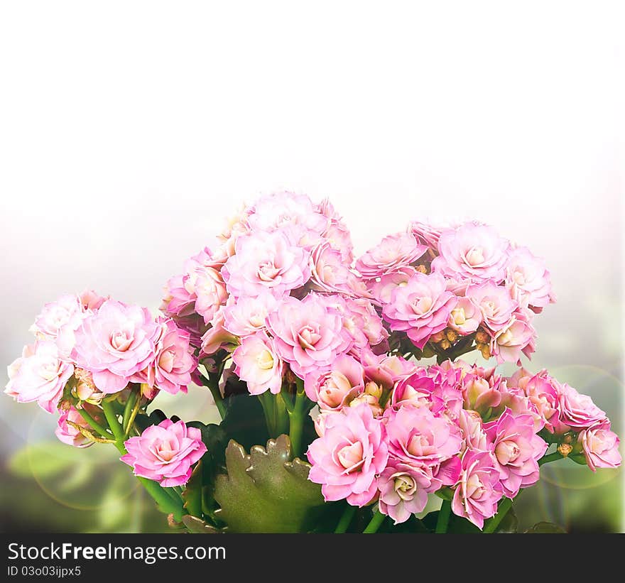 Pink Kalanchoe flower made as a nice background. Pink Kalanchoe flower made as a nice background.