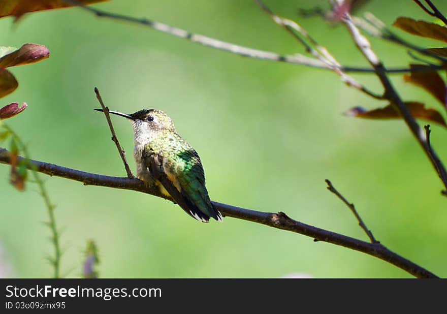 A little female ruby throated hummingbird having a rest on a branch in the garden. A little female ruby throated hummingbird having a rest on a branch in the garden.