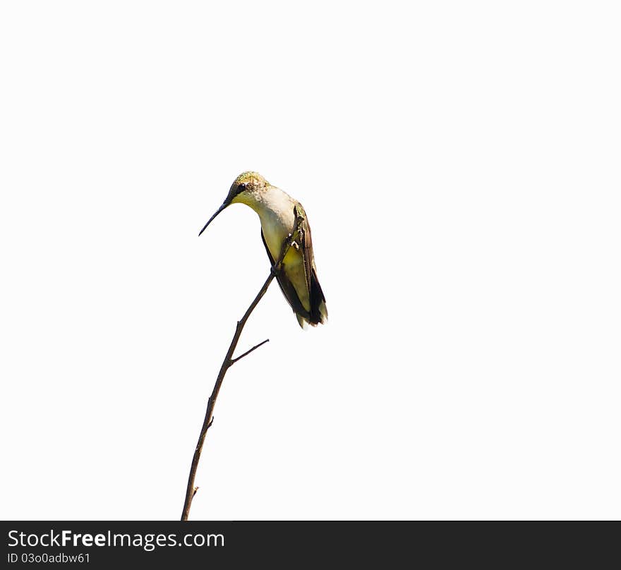 A beautiful ruby throated hummingbird perched on a branch isolated on white. A beautiful ruby throated hummingbird perched on a branch isolated on white.