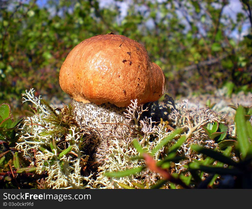 Cep against a moss and a grass in mountains