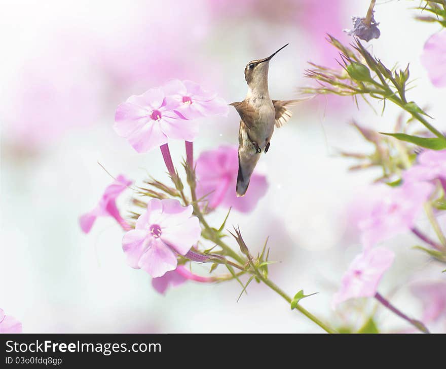 Female Ruby Throated Hummingbird.