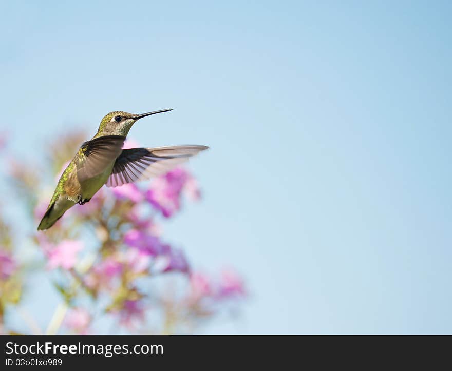 A beautiful female ruby throated hummingbird in motion in the garden. A beautiful female ruby throated hummingbird in motion in the garden.