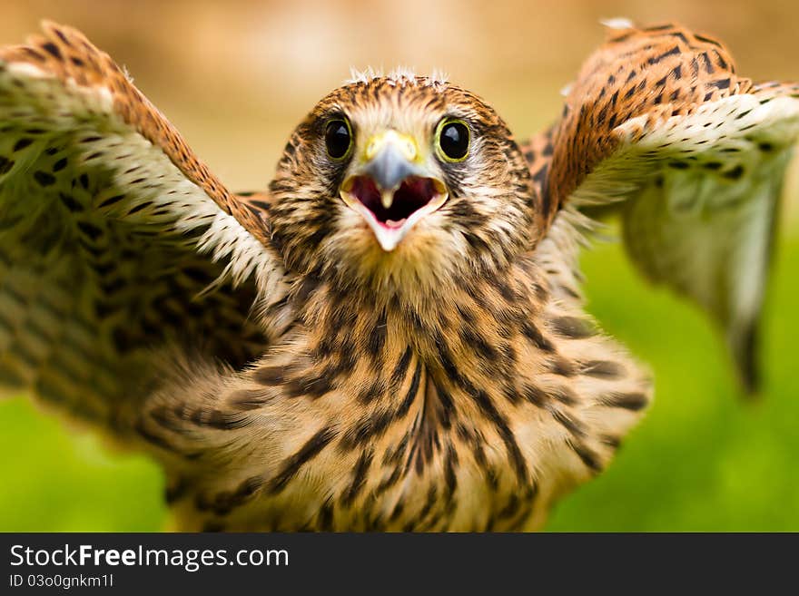 Portrait of a baby falcon