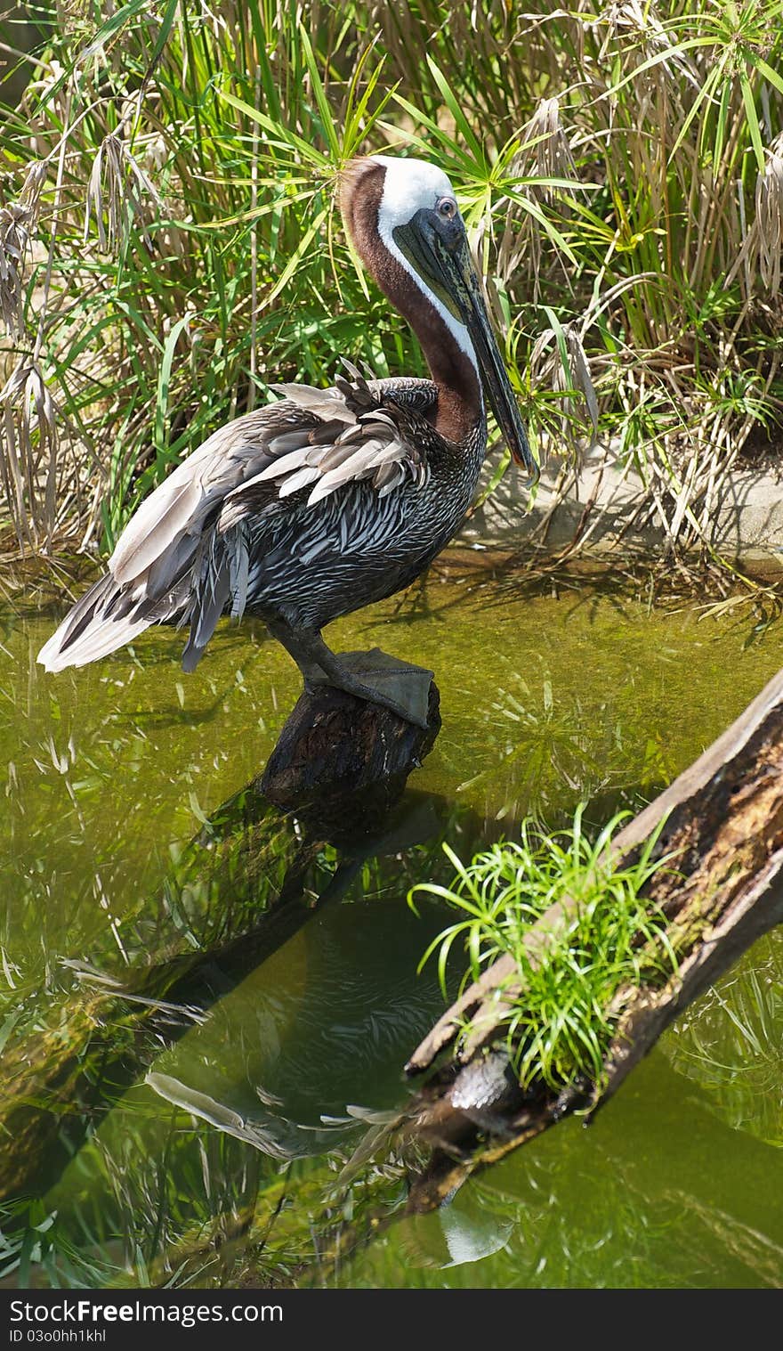 A majestic looking brown pelicans stands perched on a log on a swamp in the summer. A majestic looking brown pelicans stands perched on a log on a swamp in the summer.